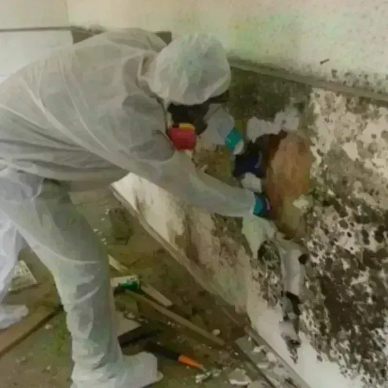 Mold Remediation and Removal in Chelsea, VT